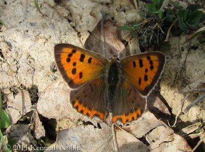 small copper (Lycaena phlaeas) Kenneth Noble